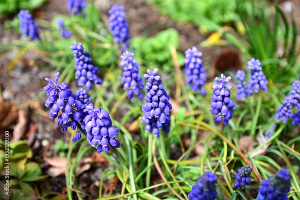 Obraz ムスカリの花