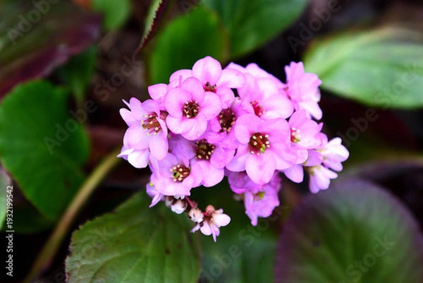 Obraz ヒマヤラユキノシタの花