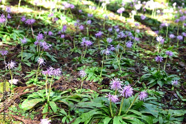 Obraz 群生するショウジョウバカマの花