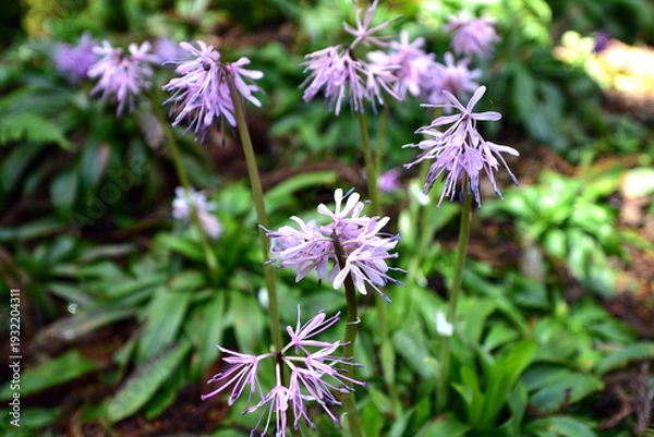 Obraz 群生するショウジョウバカマの花