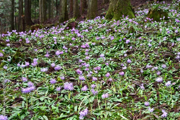 Obraz 群生するショウジョウバカマの花