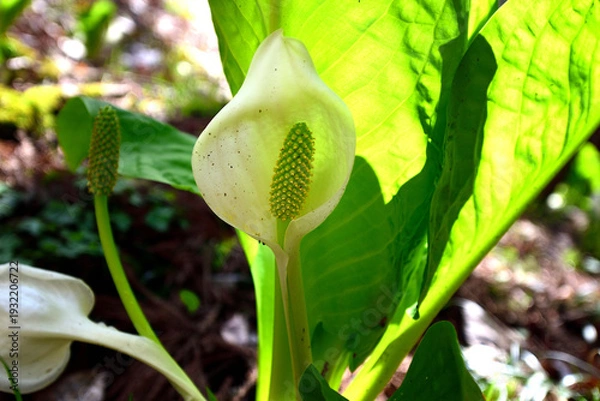 Obraz 水芭蕉の花