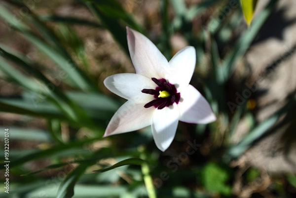 Obraz ハナニラの花