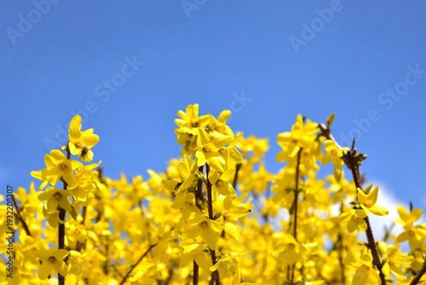 Obraz 青空とレンギョウの花