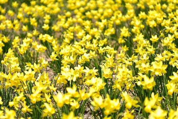 Obraz  群生するスイセンの花