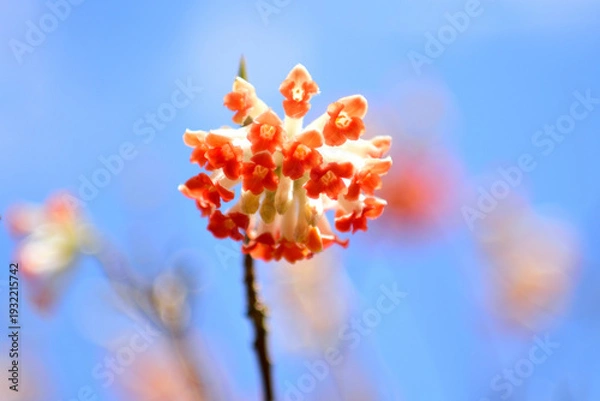 Obraz ベニバナミツマタの花