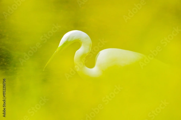 Obraz 菖蒲の花越しに見たチュウサギ