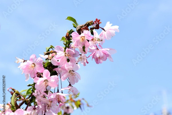 Obraz 青空と海棠の花