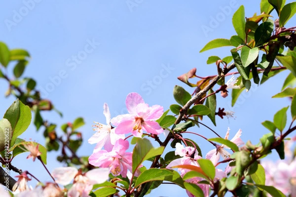 Obraz 青空と海棠の花