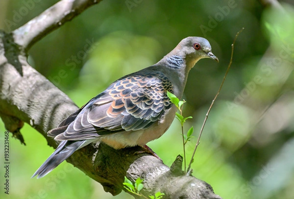 Obraz 枝に留まるキジバト