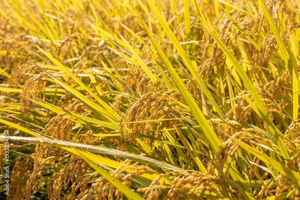 Obraz 朝露に濡れる収穫期の稲穂　品種：つや姫