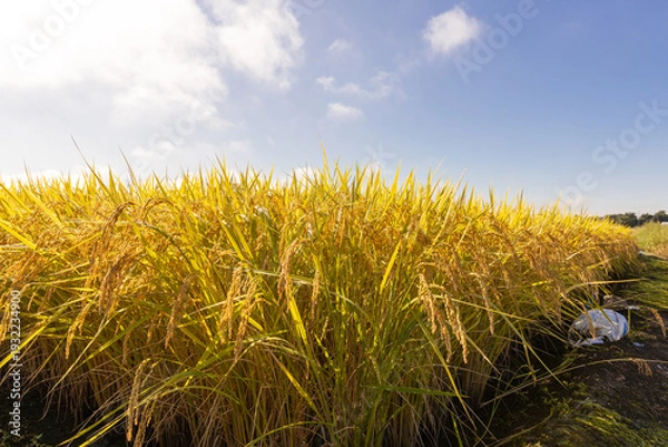 Obraz  朝露に濡れる収穫期の稲穂　品種：つや姫