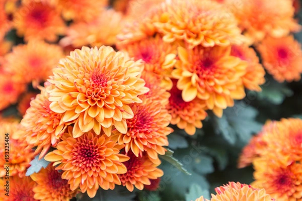 Obraz Flower and green leaf background in flower garden at sunny summer or spring day. flower for postcard beauty decoration and agriculture concept design.