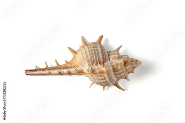 Obraz Seashell isolated on a white background.