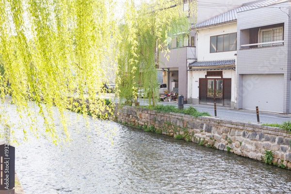 Obraz 京都市東山区の白川に掛かる橋と柳並木