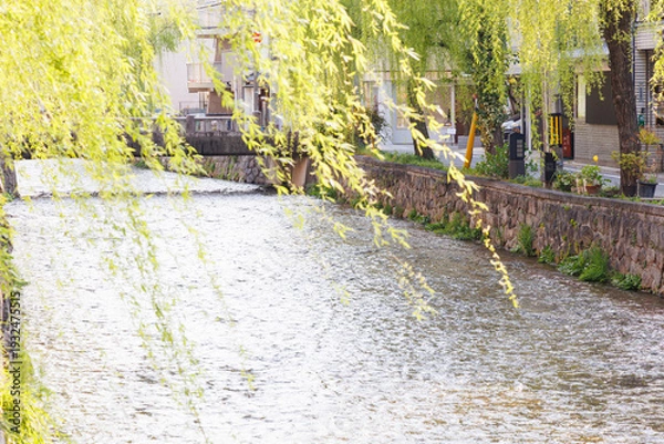 Obraz 京都市東山区の白川に掛かる橋と柳並木