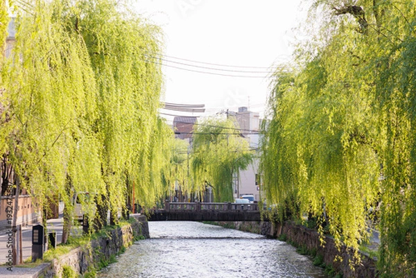 Obraz 京都市東山区の白川に掛かる橋と柳並木