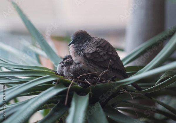 Fototapeta A mother dove is sitting on two baby birds in the warm nest.