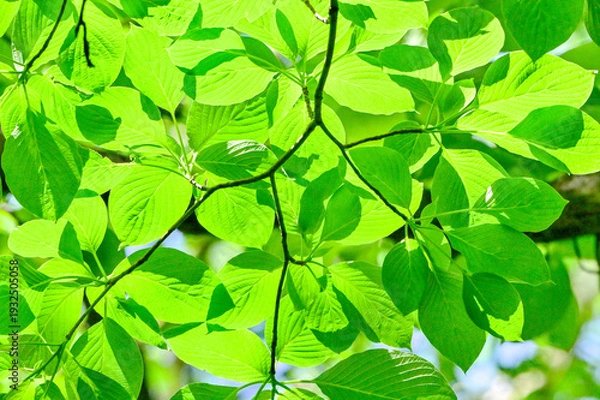 Obraz ミズキの新緑