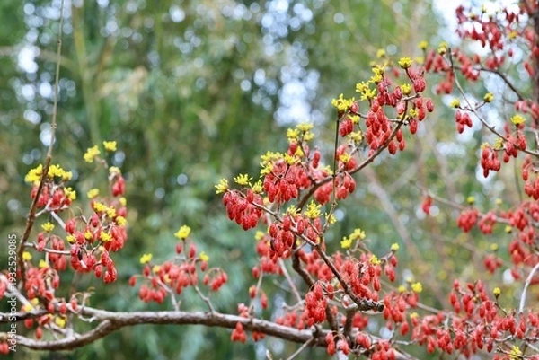 Obraz 산수유 열매와 노란색 꽃