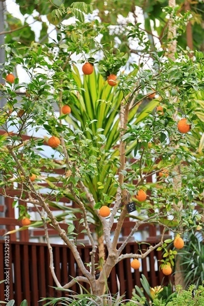 Obraz 식용식물, 한라봉 과일 열매