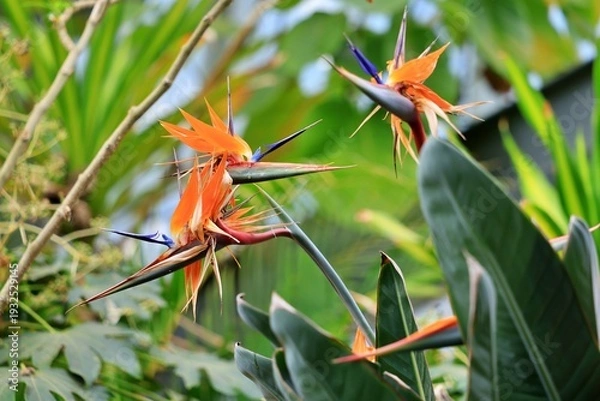 Obraz 새를 닮은 식물, 극락조화