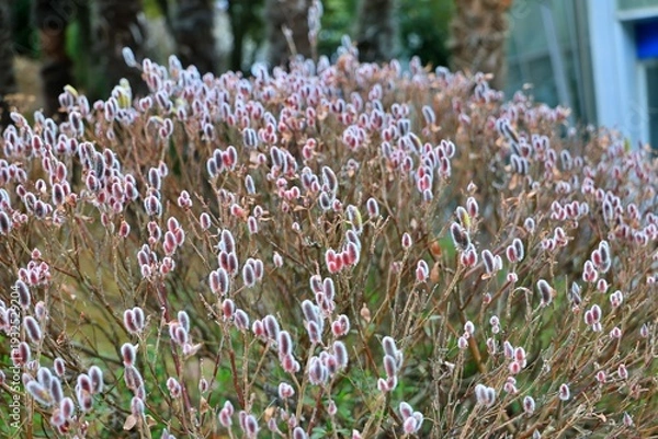 Obraz 봄에 피는 꽃, 갯버들