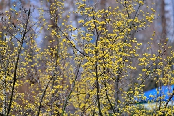 Obraz 봄의 전령사, 산수유꽃