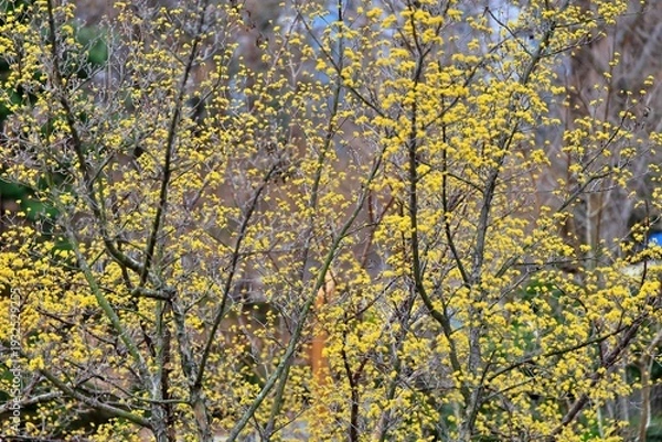 Obraz 봄의 전령사, 산수유꽃