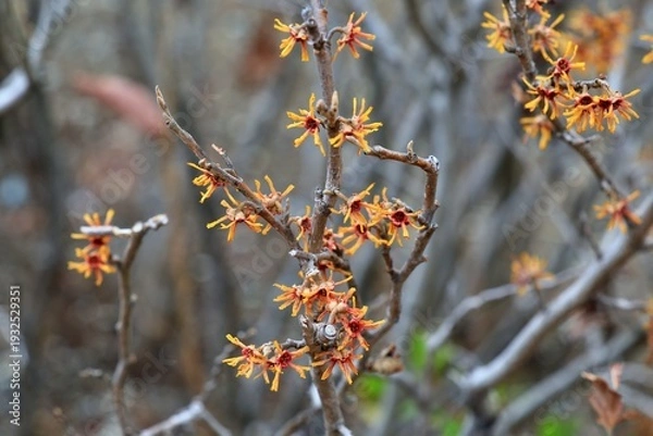 Obraz 봄에 피는 꽃, 풍년화