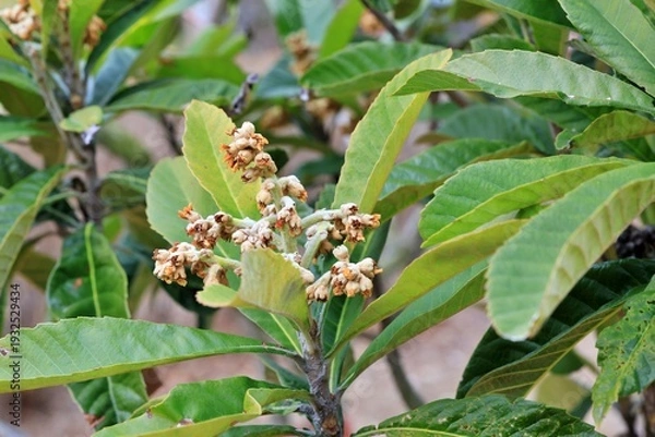 Obraz 봄에 피는 꽃,  비파나무