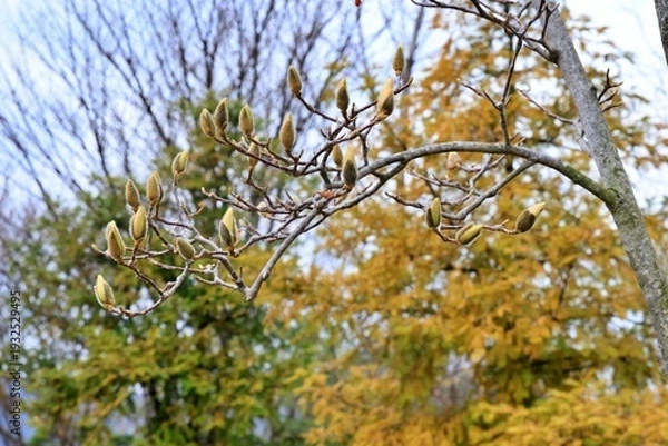 Obraz 봄에 피는 꽃, 목련