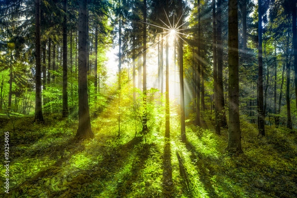 Obraz Zielona leśna polana w słońcu