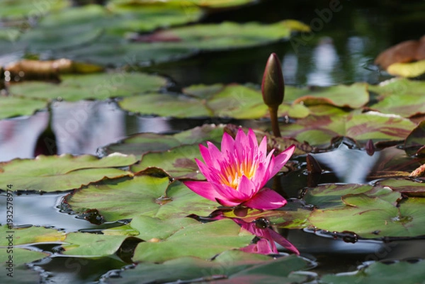 Obraz 水面に映るピンク色の睡蓮の花（愛知県豊田市）