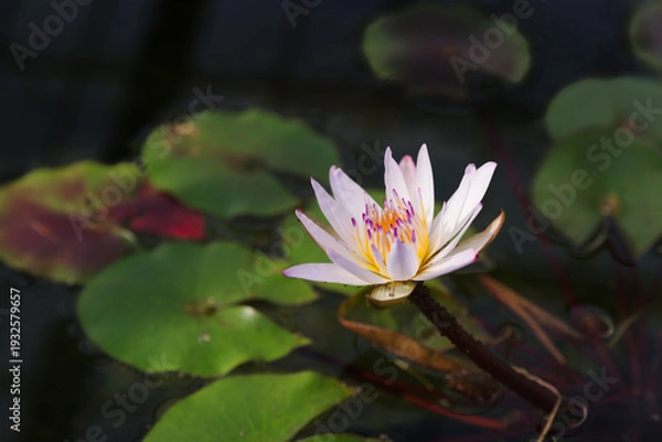 Obraz 水面に浮かぶスイレン「ムラサキシキブ」の花（愛知県豊田市）