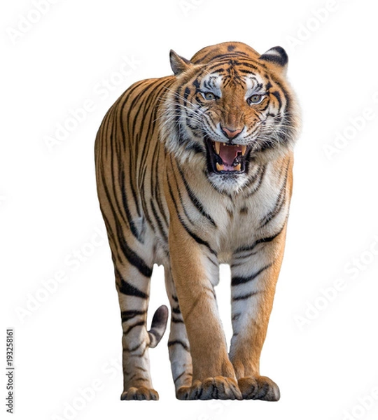 Fototapeta Tiger Roaring isolated on white background.