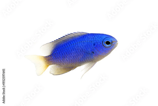 Obraz ソラスズメダイ　幼魚　白バック