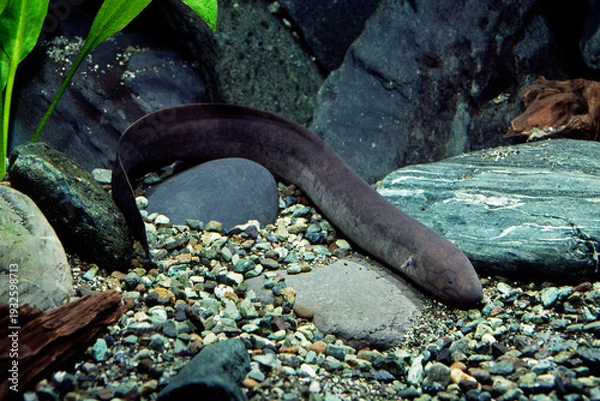 Obraz ハイギョ　レピドシレン　レピドシレン・パラドクサ　アクアリウム 