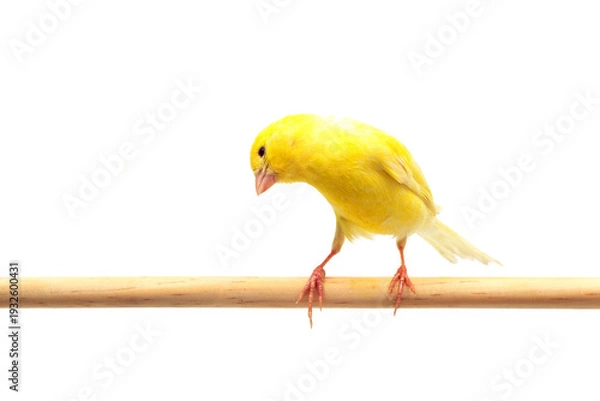 Obraz 首をかしげるカナリア　カナリヤ　白バック