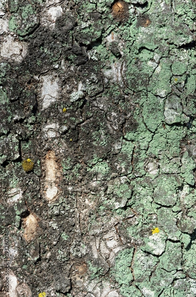Obraz 樹皮の模様　地衣類　ケヤキの木肌　グラフィック素材