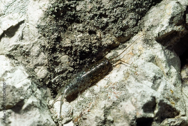 Obraz 脱皮したフナムシ　海辺の生物　下半身脱皮