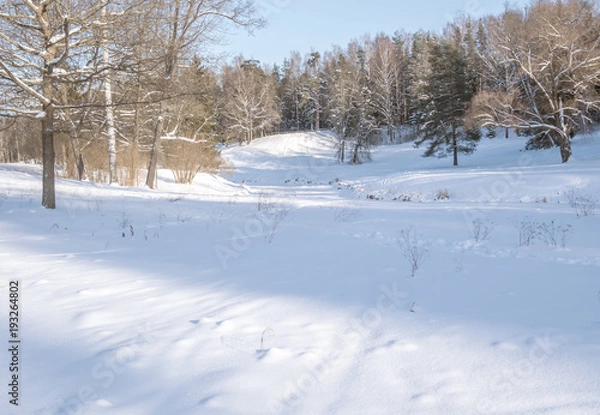 Obraz Glade with forest illuminated by the winter sun