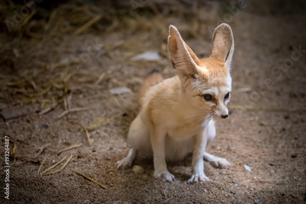 Fototapeta Fennec Fox