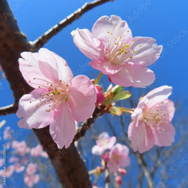 Obraz 日本で春にカワヅザクラがピンク色の花を咲かせています
