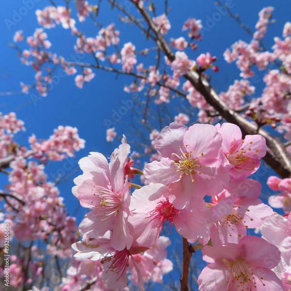 Obraz 日本で春にカワヅザクラがピンク色の花を咲かせています