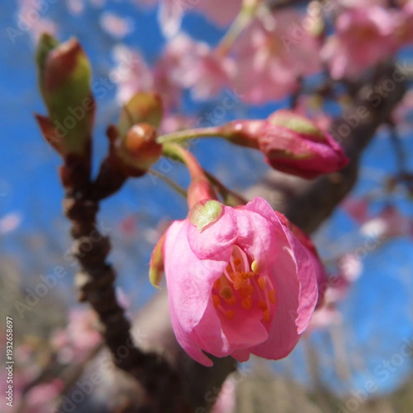 Obraz 日本で春にカワヅザクラがピンク色の花を咲かせています