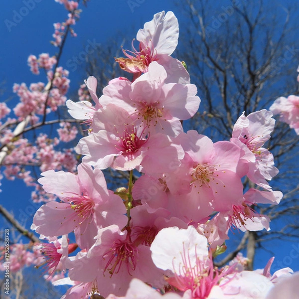 Obraz 日本で春にカワヅザクラがピンク色の花を咲かせています