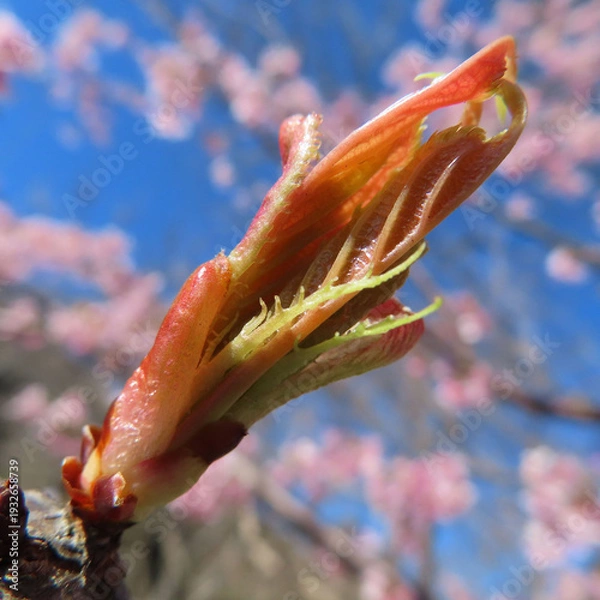 Obraz 日本で春にカワヅザクラがピンク色の花を咲かせています