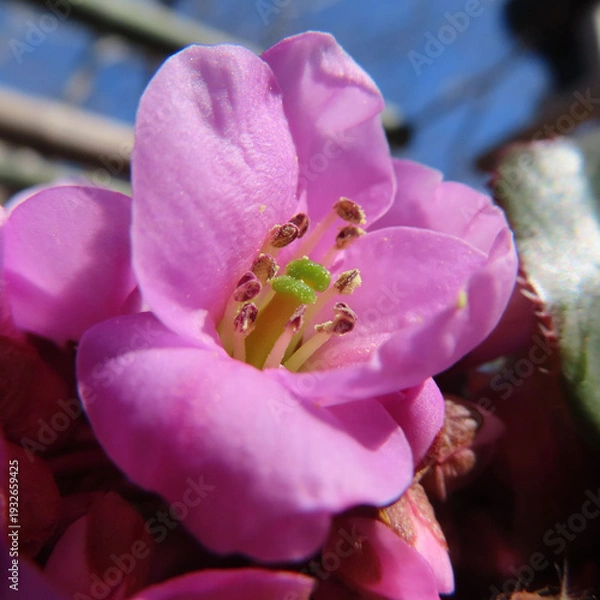 Obraz 日本で春にヒマラヤユキノシタがピンク色の花を咲かせています