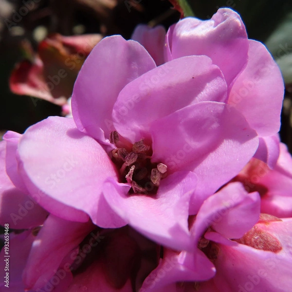 Obraz 日本で春にヒマラヤユキノシタがピンク色の花を咲かせています